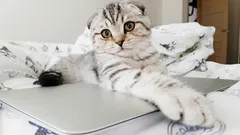 Jak oduczyć kota chodzenia po kuchennym stole: 5 skutecznych sposobów