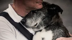 Czy pies rozpozna swojego właściciela po latach rozłąki?