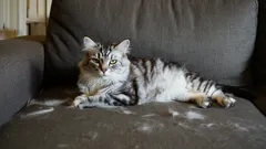 Bez odkurzacza i rolki: jak pozbyć się kociej sierści w mniej niż 5 minut