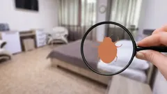 Jak pozbyć się pluskiew: naprawdę skuteczne domowe sposoby