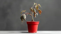 Prosty domowy sposób na ożywienie więdnących roślin – 3 składniki, które już masz w kuchni