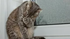 Czy koty płaczą tak jak ludzie? Co tak naprawdę oznaczają ich załzawione oczy?