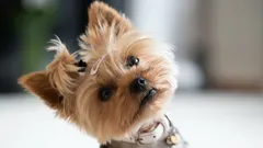 Dlaczego psy przechylają głowę, gdy do nich mówisz — według trenerów i badań naukowych