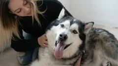 Gdzie i jak najlepiej głaskać psa, aby sprawiało mu to największą przyjemność?