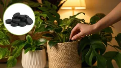 Ożyw każdy kwiat: tania odżywka do roślin na bazie węgla aktywnego